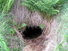 Coity Farm drainage level, Blaenavon, July 2010